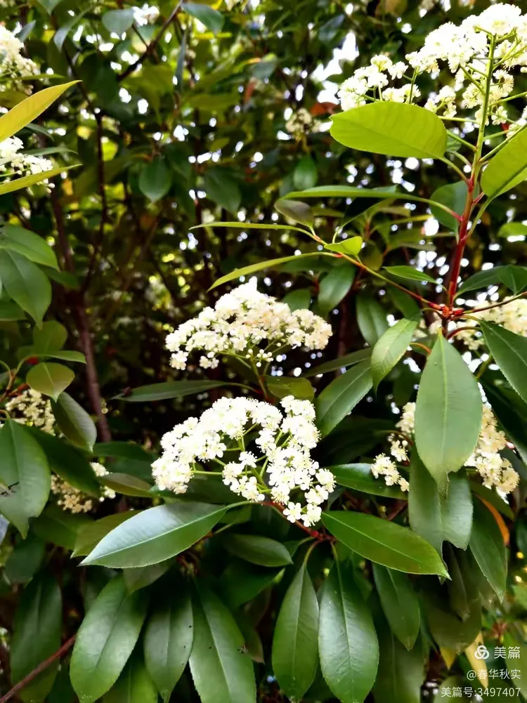 球花石楠 花开如伞